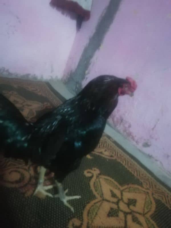 aseel bengum for sale 4