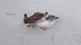 duck ke phtte