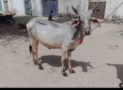 Dant 2 2025 qurbani