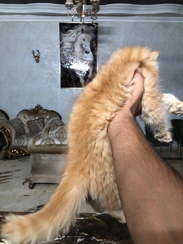 triple coated 3 months olds kitten 3