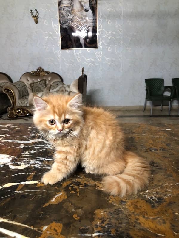 triple coated 3 months olds kitten 4