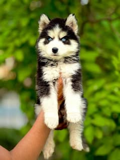 Siberian husky puppy