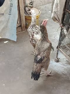 female