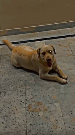 British labrador female