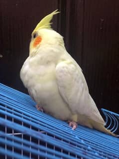 cockatiel