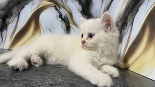 Persian