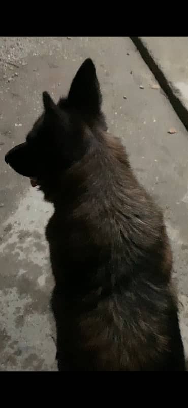 German shepherd  double coat 1