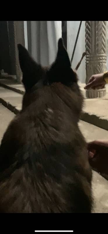 German shepherd  double coat 2