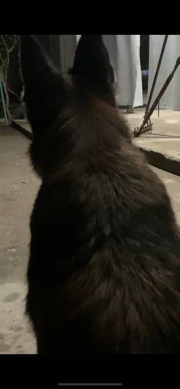 German shepherd  double coat 3