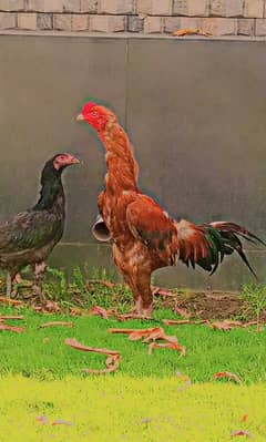 Turkish cross patha peela black murghi burmi cross