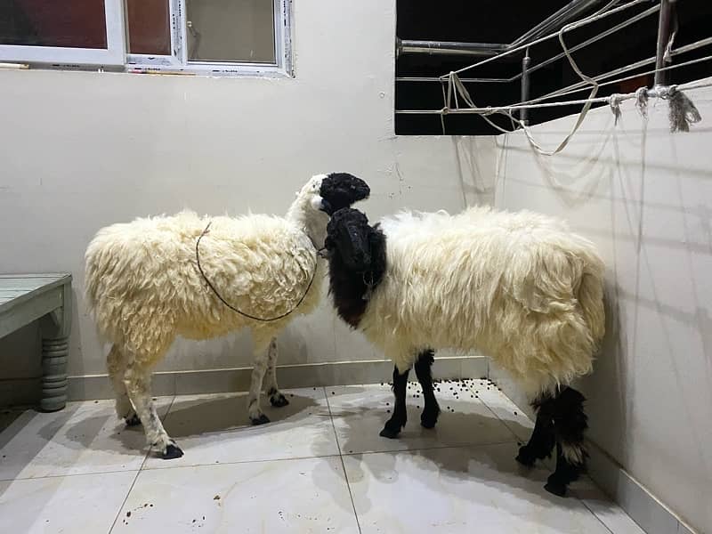 Dumba Gabroo / Fluffy Dumba / Active Dumba / Sheep 2