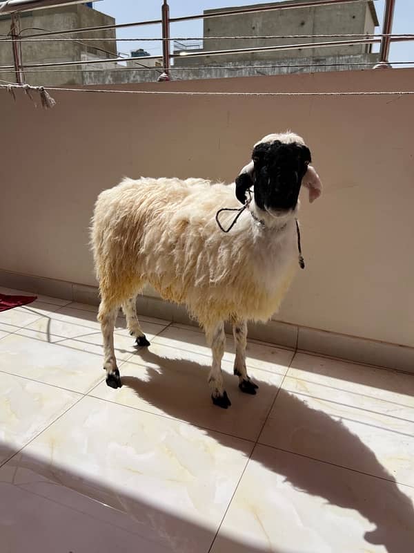 Dumba Gabroo / Fluffy Dumba / Active Dumba / Sheep 5