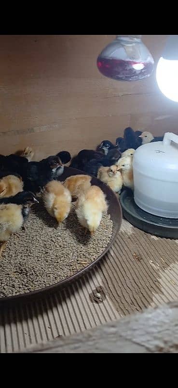 golden misri chicks age 3 days to 15 days 1