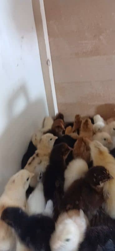 golden misri chicks age 3 days to 15 days 2