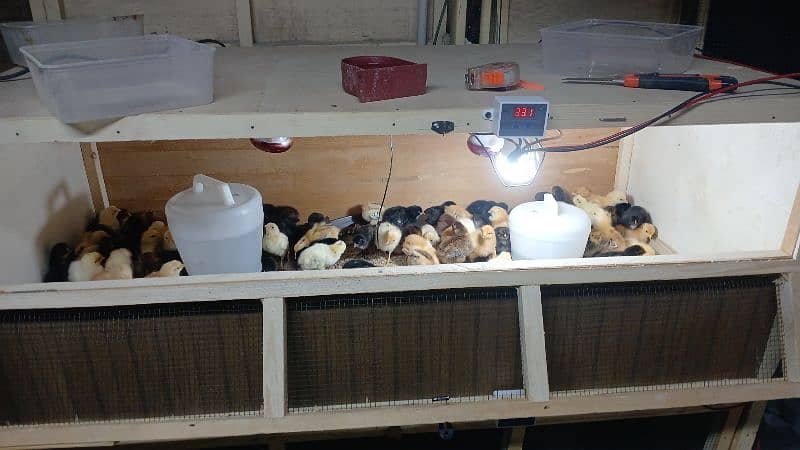 golden misri chicks age 3 days to 15 days 3