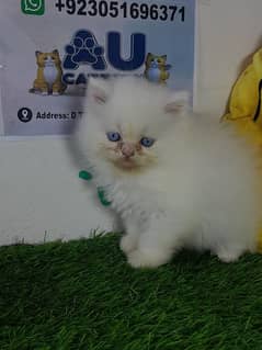 kittens