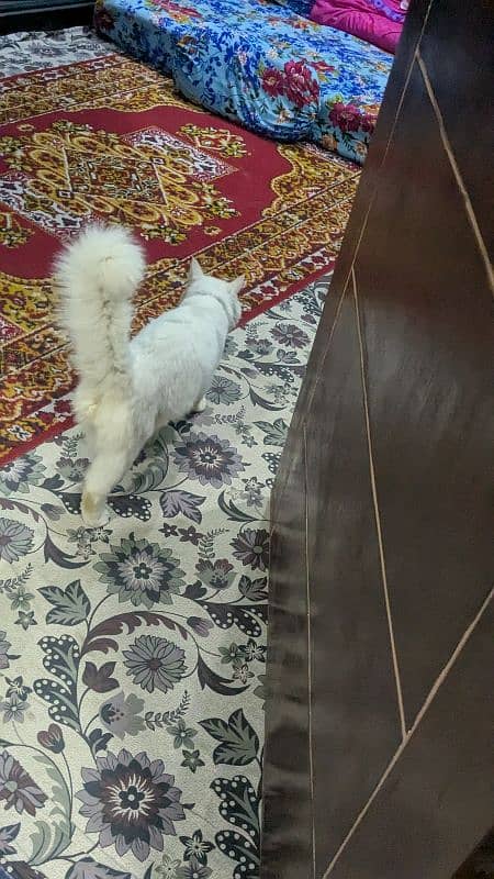 Persian cat 1.3 years 3
