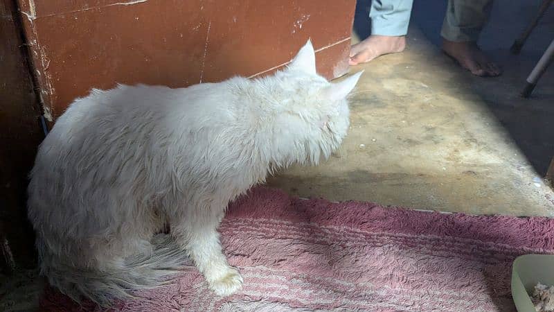 Persian cat 1.3 years 4