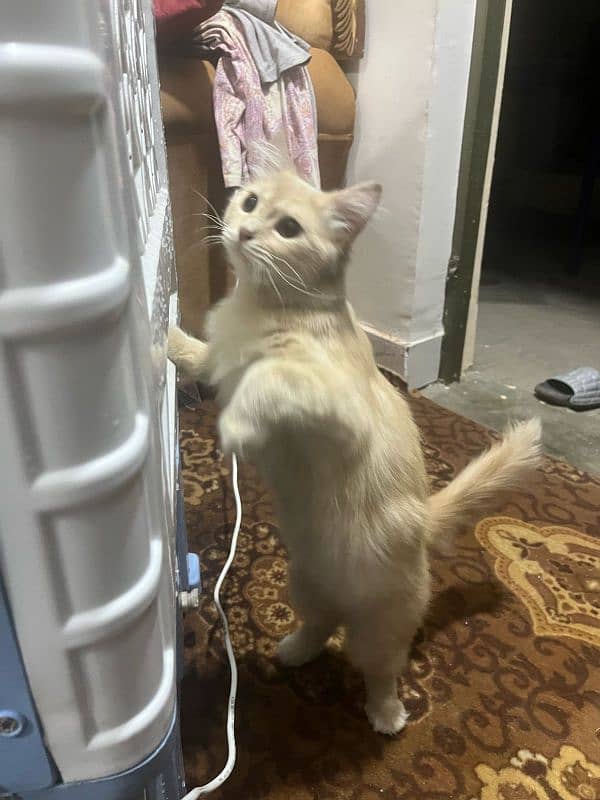 Want to sale LEO my boi with all accessories read complete desription 2