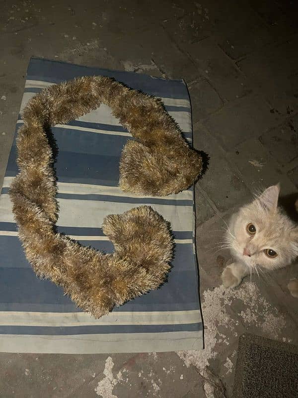 Want to sale LEO my boi with all accessories read complete desription 6