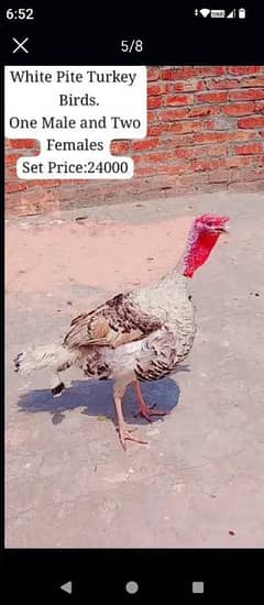 Turkey Urgent Sale