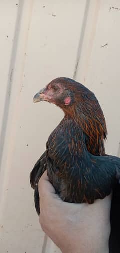 THAI fe male