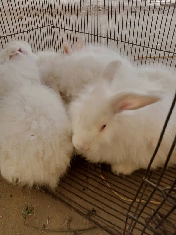 angura rabits pair 0