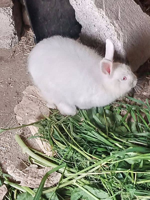 angura rabits pair 1