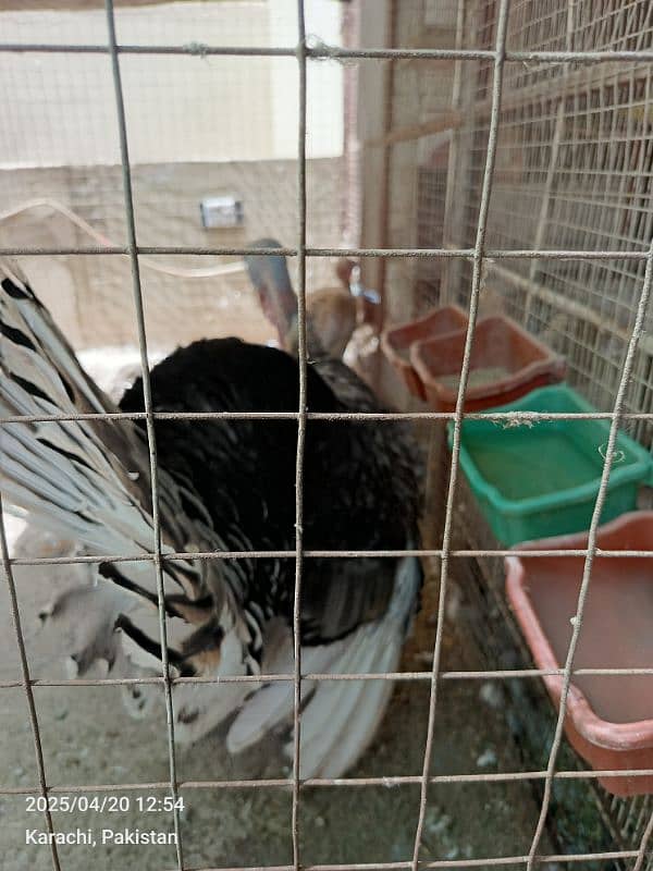turkey pairs chicks lovebirds with eggsjava pair 0