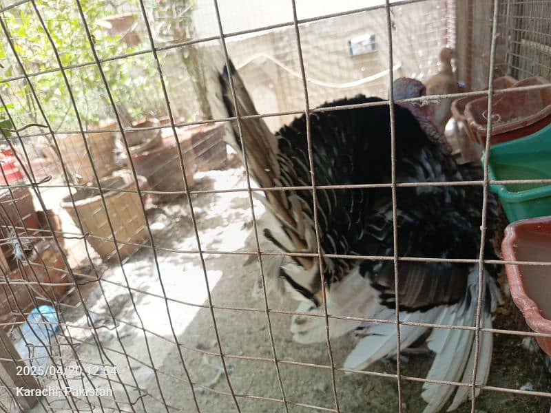 turkey pairs chicks lovebirds with eggsjava pair 1