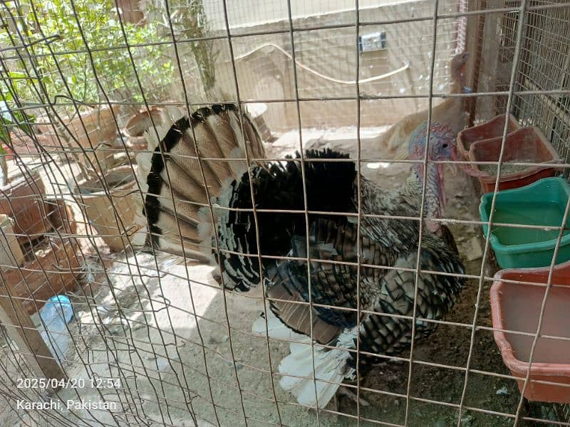 turkey pairs chicks lovebirds with eggsjava pair 2