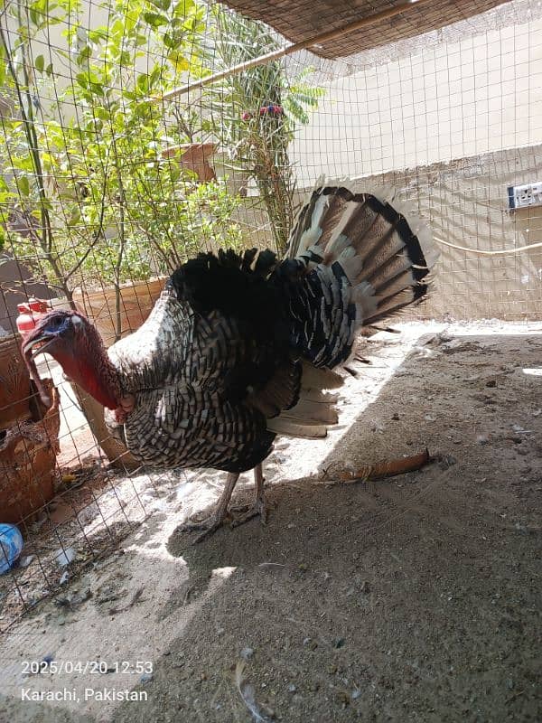 turkey pairs chicks lovebirds with eggsjava pair 4