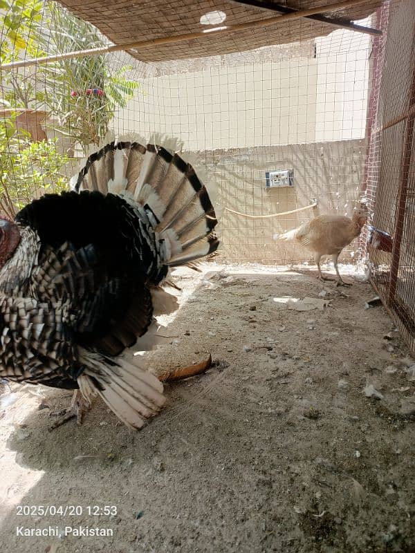 turkey pairs chicks lovebirds with eggsjava pair 5
