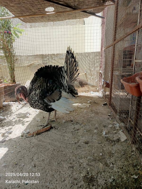 turkey pairs chicks lovebirds with eggsjava pair 7
