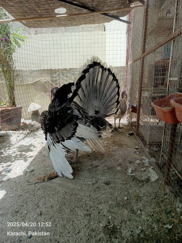 turkey pairs chicks lovebirds with eggsjava pair 8