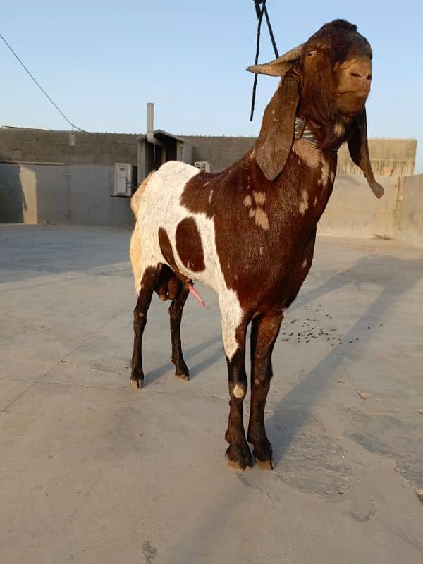 KAMORI BAKRA * 2DANTH * READY FOR QURBANI 0