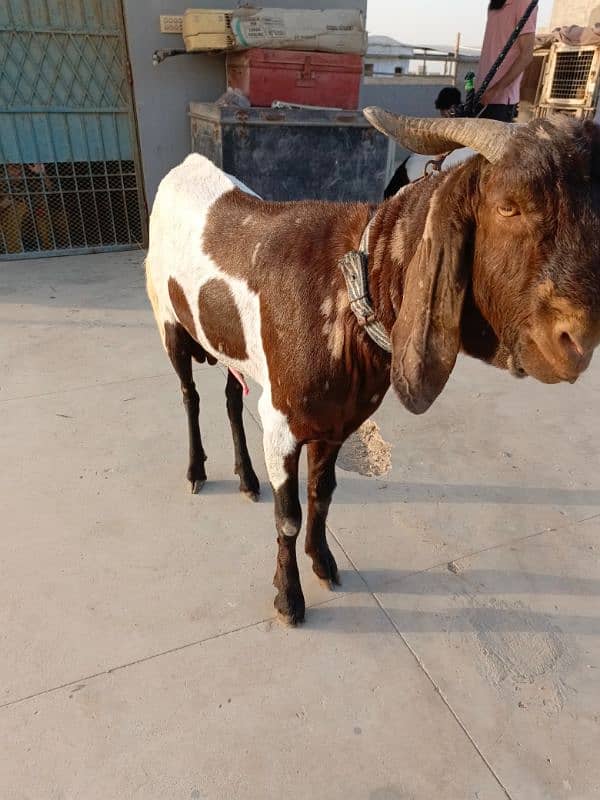 KAMORI BAKRA * 2DANTH * READY FOR QURBANI 1