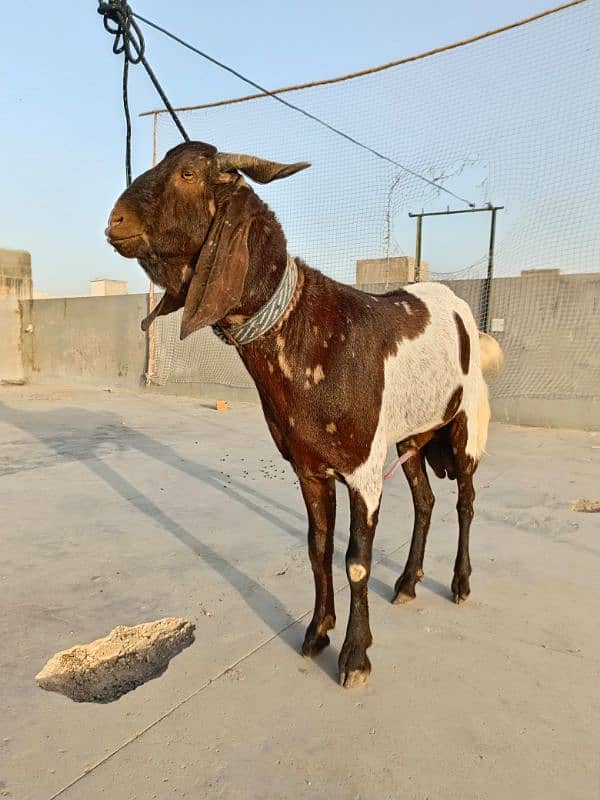 KAMORI BAKRA * 2DANTH * READY FOR QURBANI 2