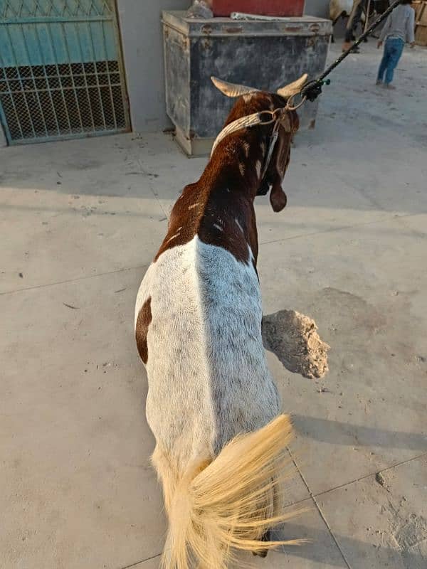 KAMORI BAKRA * 2DANTH * READY FOR QURBANI 3