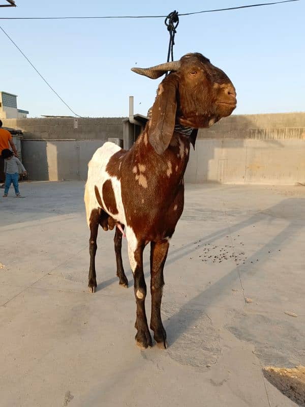 KAMORI BAKRA * 2DANTH * READY FOR QURBANI 4