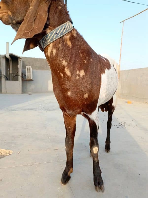 KAMORI BAKRA * 2DANTH * READY FOR QURBANI 5