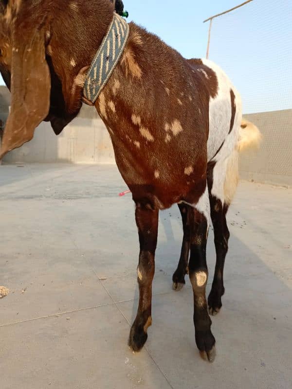KAMORI BAKRA * 2DANTH * READY FOR QURBANI 6