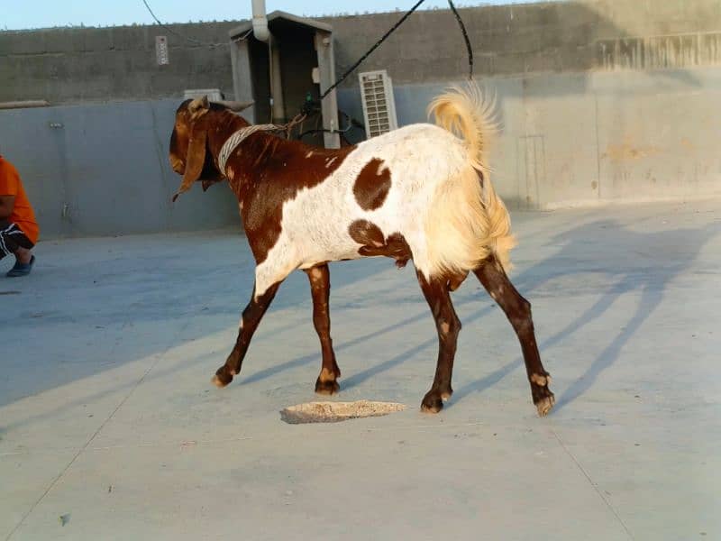 KAMORI BAKRA * 2DANTH * READY FOR QURBANI 7