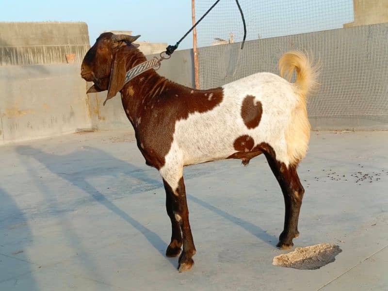 KAMORI BAKRA * 2DANTH * READY FOR QURBANI 8