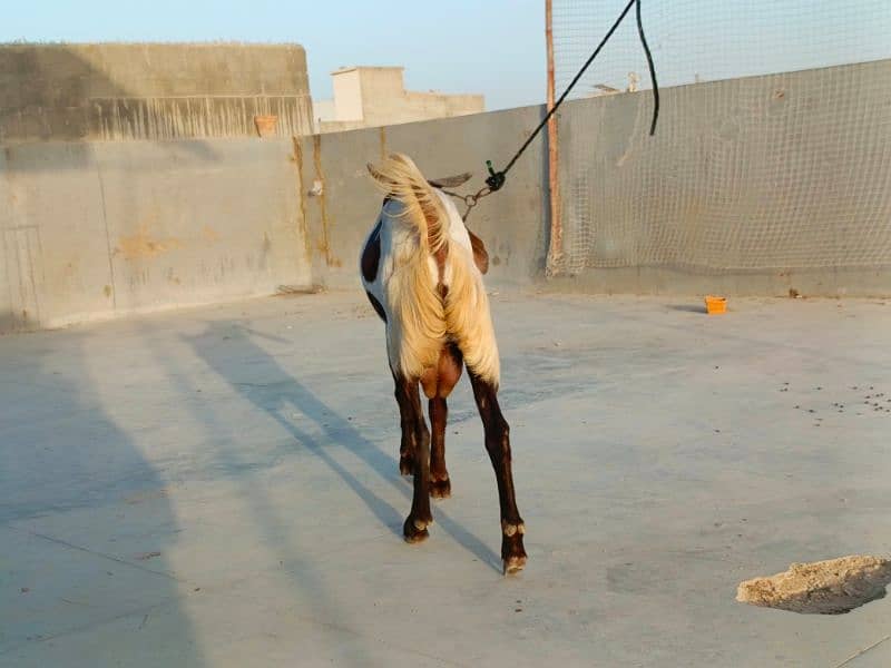 KAMORI BAKRA * 2DANTH * READY FOR QURBANI 9