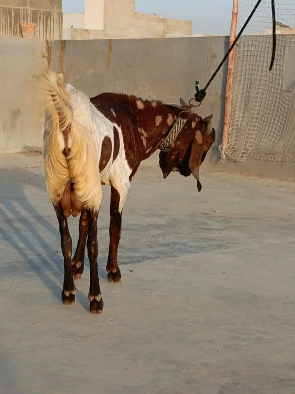 KAMORI BAKRA * 2DANTH * READY FOR QURBANI 11
