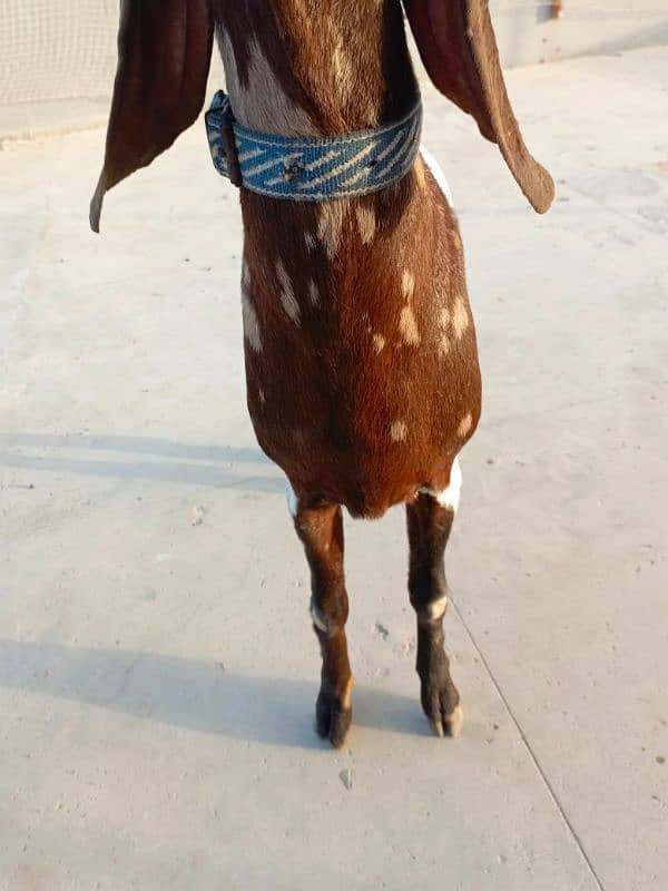 KAMORI BAKRA * 2DANTH * READY FOR QURBANI 12