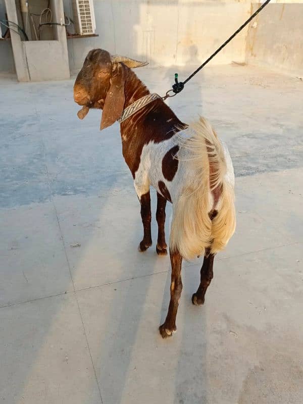KAMORI BAKRA * 2DANTH * READY FOR QURBANI 13