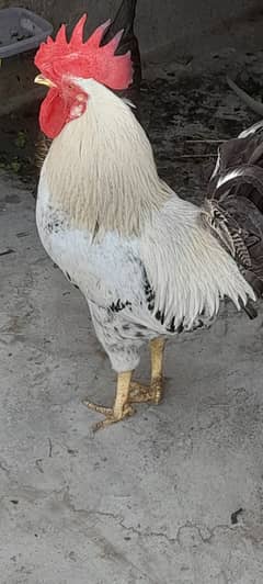 Hens