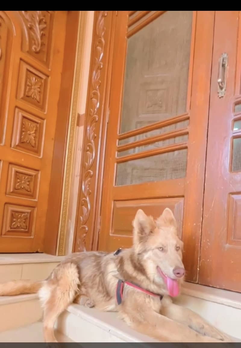 Brutos 1